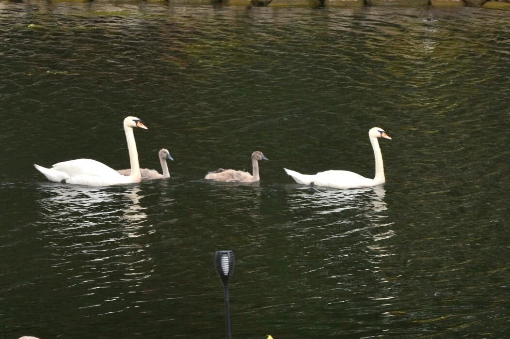 Swans